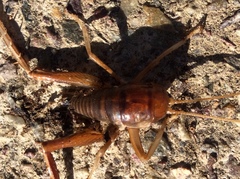 Ceuthophilus hesperus