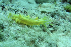 Colochirus robustus