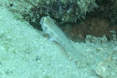 Gnatholepis cauerensis