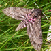Agrius cingulatus - Photo (c) gailhampshire, algunos derechos reservados (CC BY-NC-SA)