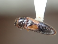 Ampedus areolatus