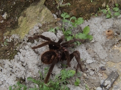 Xenesthis intermedia