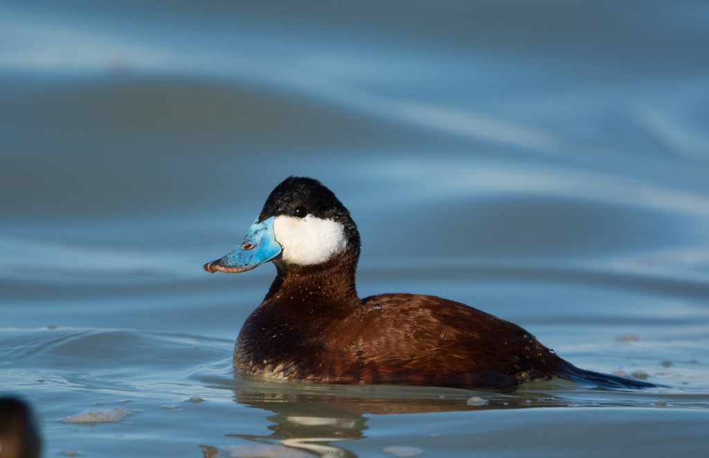 Ruddy duck birds of rosewood nature study area inaturalist