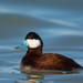 Ruddy Duck - Photo (c) Jacob Collison, some rights reserved (CC BY-NC), uploaded by Jacob Collison