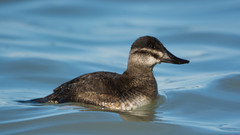 Ruddy Duck photo 5