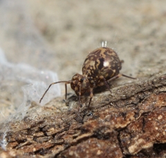 Ptenothrix renateae
