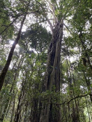 Ficus thonningii
