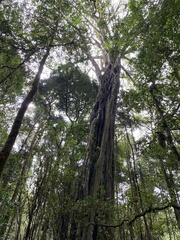 Ficus thonningii