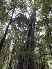 Ficus thonningii