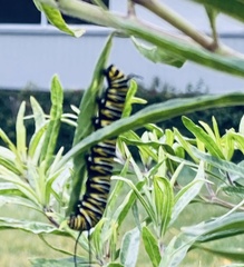 Danaus plexippus