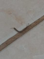 Scolopendridae