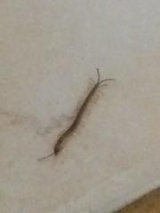 Scolopendridae