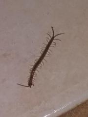 Scolopendridae