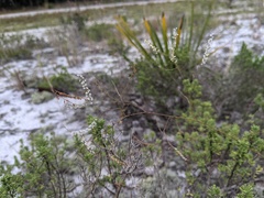 Polygonella basiramia