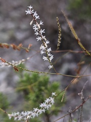 Polygonella basiramia