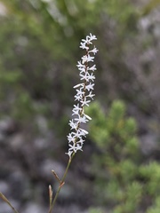 Polygonella basiramia