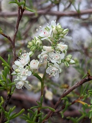 Polygonum dentoceras