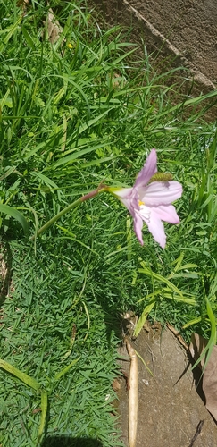 Image of Zephyranthes robusta by (c) LPB, some rights reserved (CC BY)