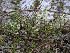 Polygonum dentoceras