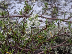 Polygonum dentoceras