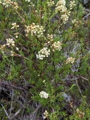 Polygonum dentoceras