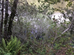 Salix exigua hindsiana