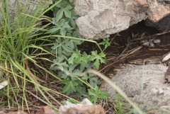 Trochomeria macrocarpa