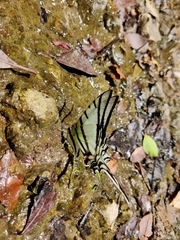 Protographium