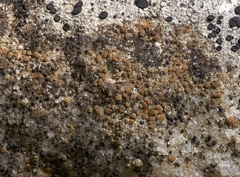 Lecanora polytropa