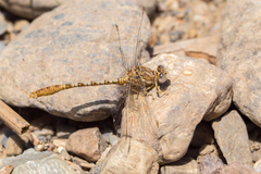 Onychogomphus costae