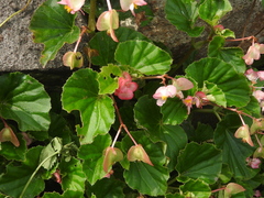 Begonia cucullata hookeri