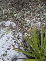 Polygonella basiramia