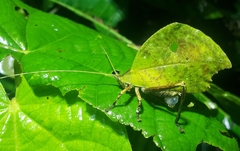 Typophyllum mortuifolium