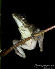 Polypedates cruciger