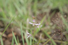 Cleome maculata