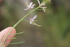 Cleome maculata