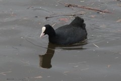 Fulica atra