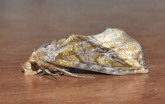 Plusiodonta coelonota