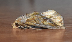Plusiodonta coelonota