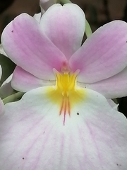 Miltoniopsis