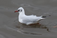 Chroicocephalus ridibundus