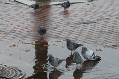 Columba livia domestica