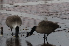 Branta canadensis