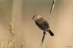 Sporophila hypoxantha