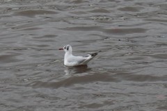 Chroicocephalus ridibundus