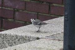 Motacilla alba yarrellii
