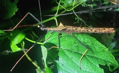 Pseudophasma bispinosum