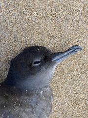 Ardenna tenuirostris