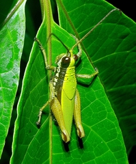 Trybliophorus peruvianus