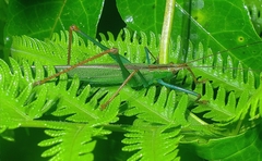 Jimenezia elegans